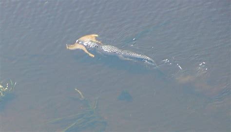 Gator Behind Lake Fork Damn Off Topic Texas Hunting Forum