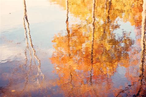 Autumn Tree Reflections In Water Wall Art Carolyn Cochrane Photography