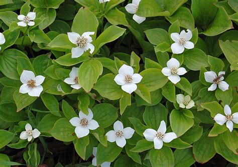 Die etwa 55 arten sind meist in den gemäßigten gebieten der nordhalbkugel, zum teil auch in den subtropen verbreitet. Teppich Hartriegel, Cornus canadensis