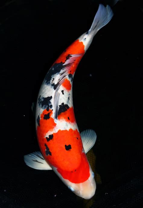 Black And Orange Koi Bekko Doitsu Thekoifish
