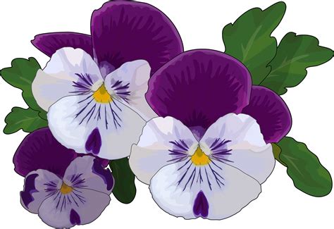 Download Transparent Pansy Clipart Pansy Drawing Clipartkey