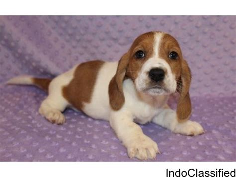 Wow Charming And Healthy Male And Female Basset Hound Puppies For Free Adoption