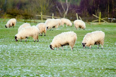 图片素材 性质 农场 草地 弹簧 牧场 放牧 羊 哺乳动物 动物群 草原 脊椎动物 小鸡 4231x2821