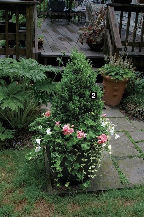 10 Plants For Year Round Containers Finegardening 1000 Plants