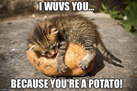 Potato Cat Imgflip