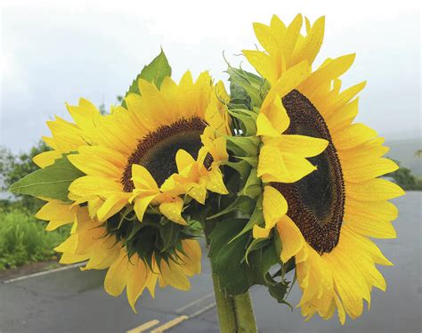 Sunflowers Popular Native And For Some Newly Meaningful West