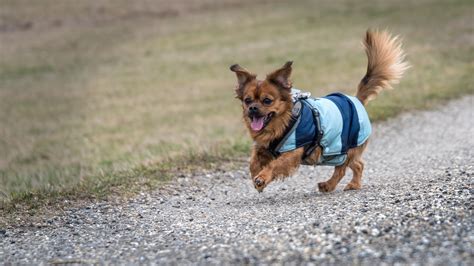 Free Images Play Animal Cute Walk Race Vertebrate Dog Breed