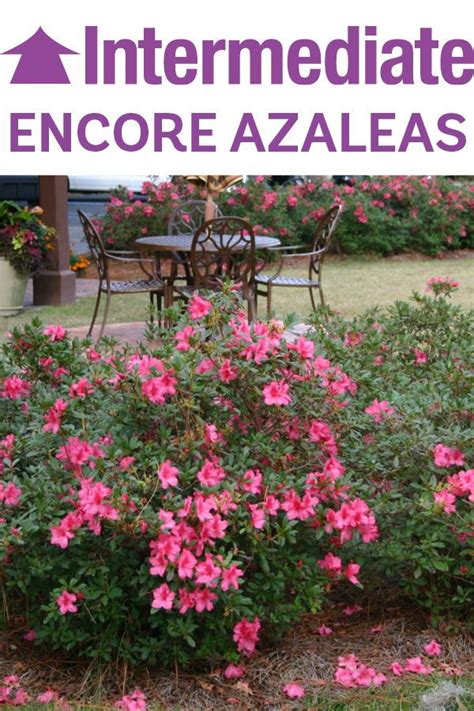 Gardening Direct Azaleas Garden Plant