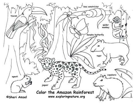 Rainforest Animals Coloring Pages At Free Printable