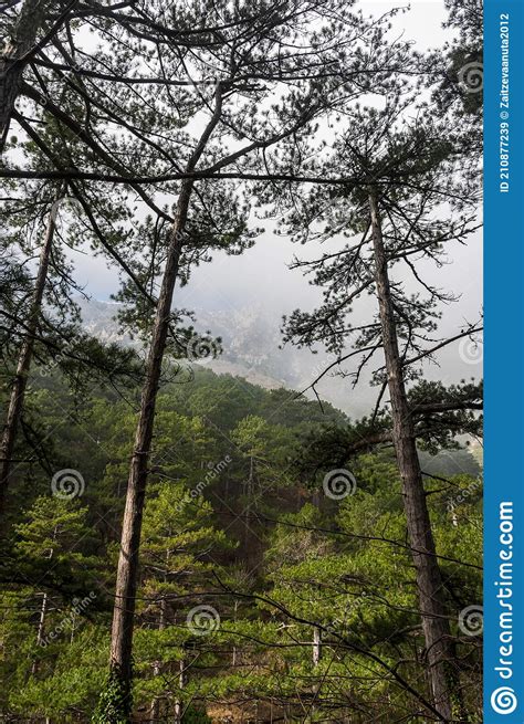 Tall Pine Trees Are A Green Background Of Slender Tree Trunks A Cloudy