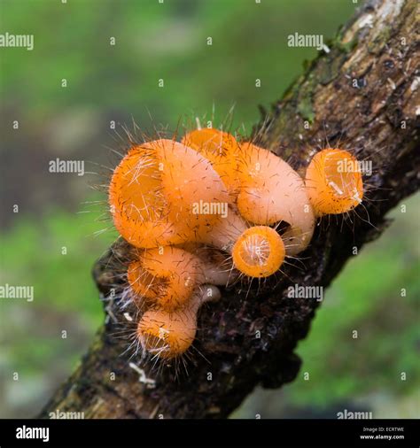 Beautiful Orange Mushroom Coat Mushroom In Rain Forest Nature Stock