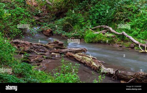 Small River In A Dense Green Forest Stock Photo Alamy