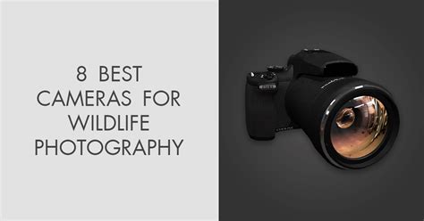 8 Best Cameras For Wildlife Photography In 2021