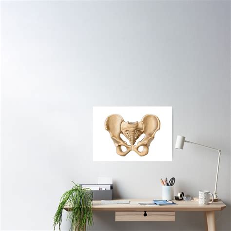 Anatomy Of Human Pelvic Bone Poster For Sale By Stocktrekimages