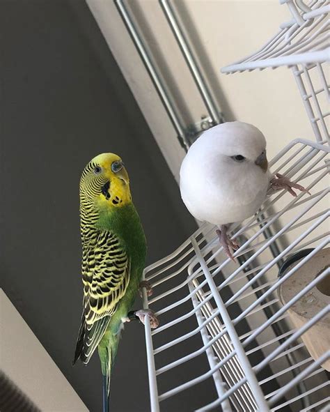 Coco And Sir Fluffs 🇳🇱 Op Instagram Lookin Cute Af💕😍 Any Advice How To