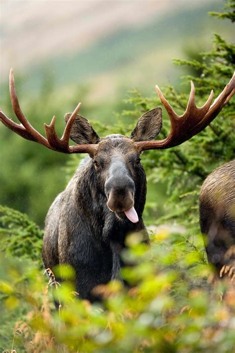 Free Picture Up Close Bull Moose