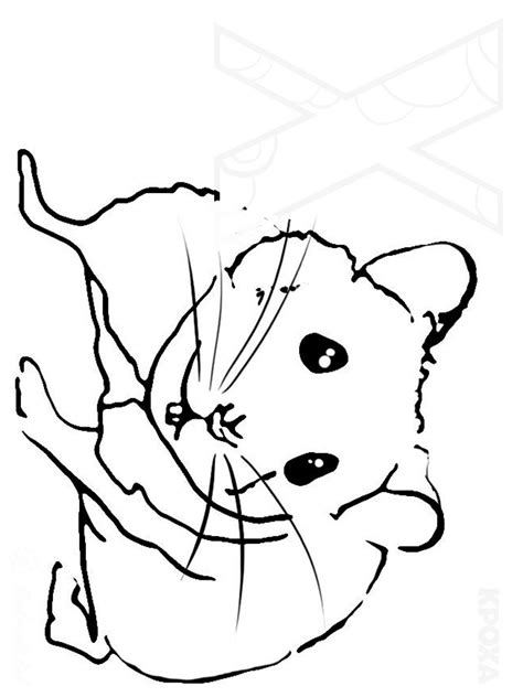This is explained by the fact that the hamster is a minimum of. Hamster coloring pages. Download and print Hamster ...