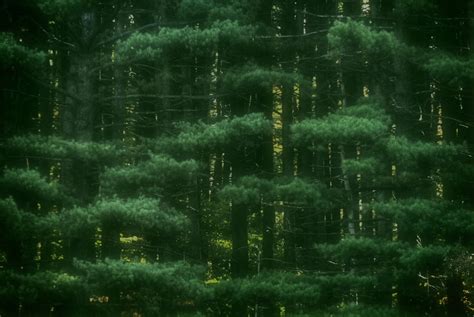 Forest At The National Arboretum Washington Dc Usa Tom Flickr
