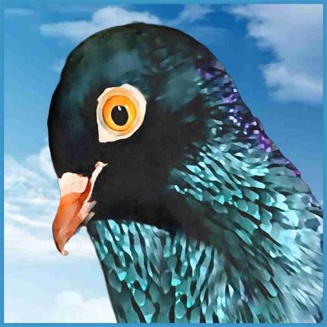 Pigeon Racing Is Animal Abandonment Animals 24 7