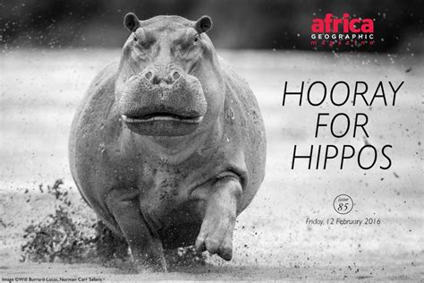 Africa Geographic Hooray For Hippos We Save