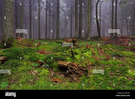 Moss Covers The Fallen Tree Trunks On The Forest Floor During A Misty