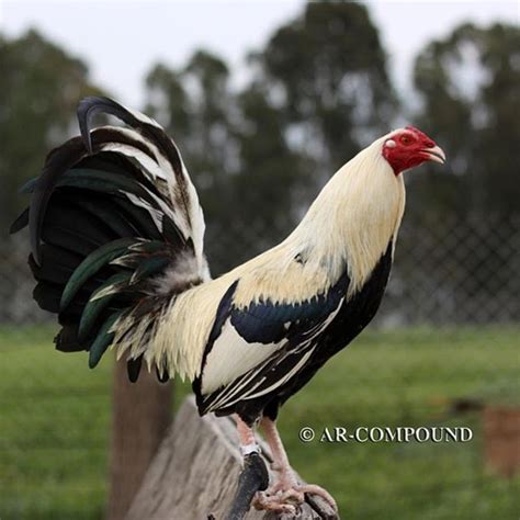 The 433 Best American Game Fowl Images On Pinterest Roosters