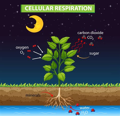 Diagram Showing Process Of Cellular Respiration 2088346 Vector Art At