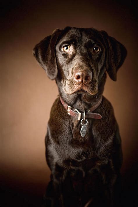 Chocolate Labrador Retriever Portrait Photograph By David Duchemin
