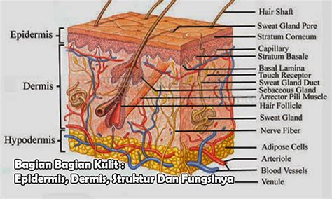 Epidermis Dermis Lapisan Fungsinya Yakni Tiga Langerhans Anatomi