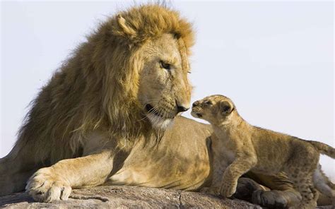 lion cub love - HD Desktop Wallpapers | 4k HD