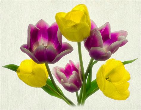 Jim Cox Photos Yellow And Purple Tulips