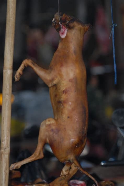 The Violent Yulin Festival Something Meaningful You Can Do Peta