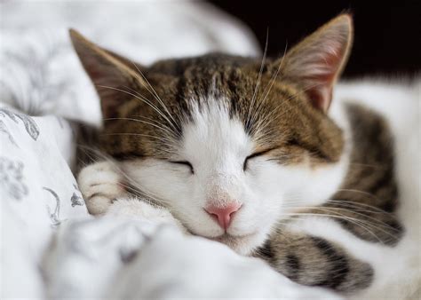 Check spelling or type a new query. 37+ Cute Cat WhatsApp DP Free Download | News Share