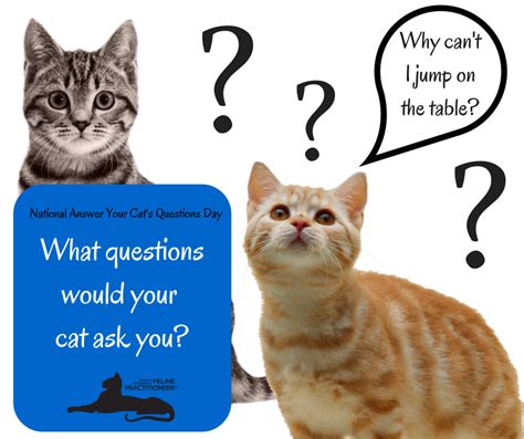 Any Questions Cat