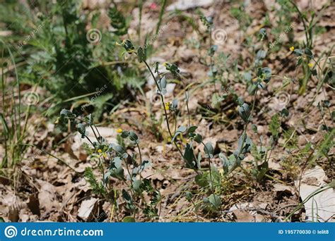Coronilla Scorpioides Wild Plant Shot In The Spring Stock Photo