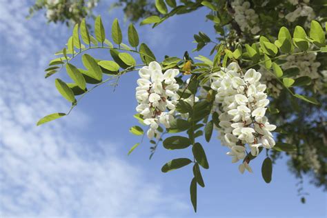 Pet Poison Helpline Black Locust Toxicity In Dogs And Cats