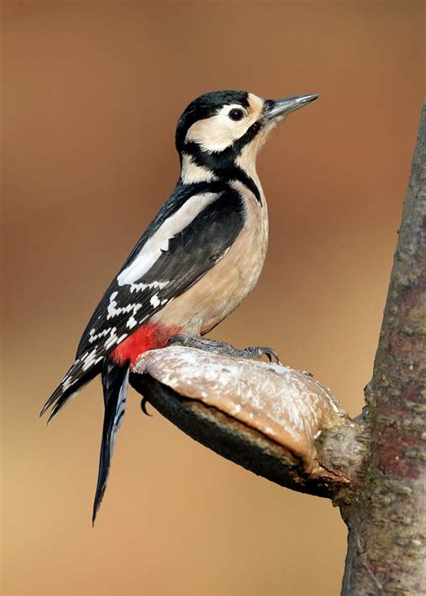 Great Spotted Woodpecker