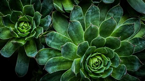 Green Plants Saturated Vibrant Circular Radial Succulents
