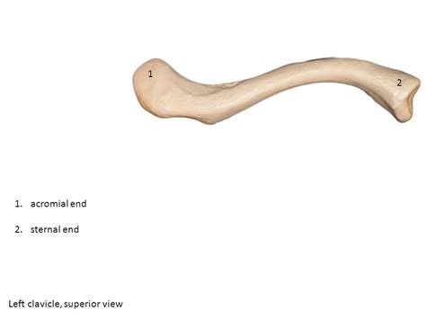 Acromial And Sternal End Of Clavicle Slideshare