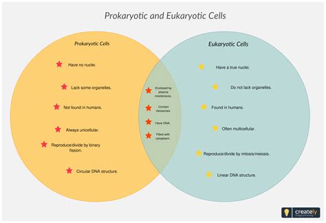 Eukaryote Vs Prokaryote Venn Diagram