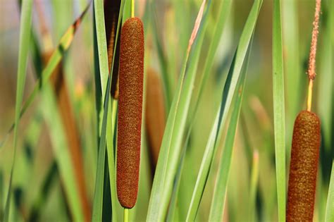 The Role Of Common Reed And Cattails In Water Environments And Garden