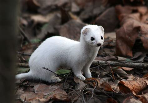 Least Weasel Cute Kawaii Animals Wild Animals Beautiful Creatures