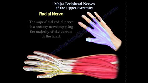 Nerve Injury Of The Upper Extremity Everything You Need To Know Dr