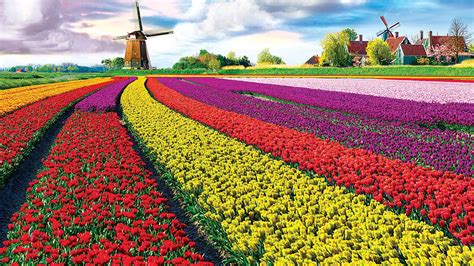 1920 X 1080 Tulip Field Visit The Prettiest Flower Fields Of The