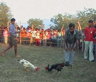 Parampara Project Cock Fight