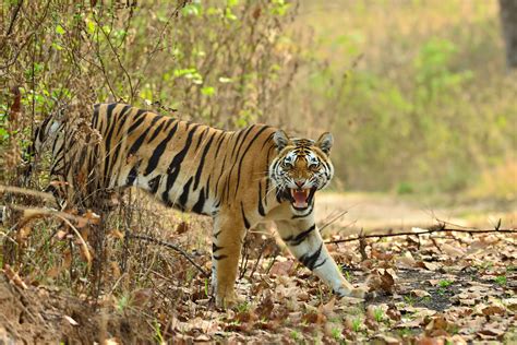 Kanha Tiger Reserve Travel Madhya Pradesh And Chhattisgarh India