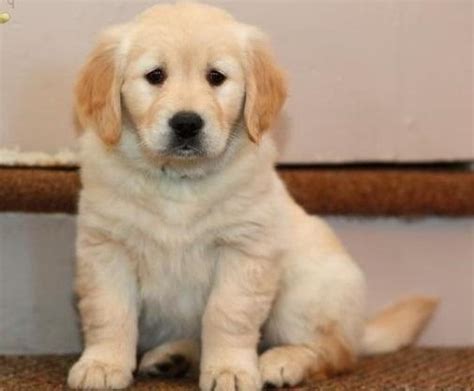 Registered with the american kennel club (akc) —papers at pickup. Cute Golden Retriever Puppies for Sale for Sale in Lewes, Delaware Classified | AmericanListed.com
