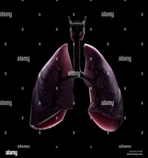 Anatomie Du Poumon Photo Stock Alamy