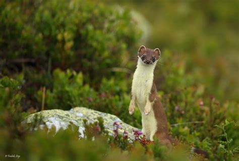 Short Tailed Weasel Nature Animals Cute Animals Animals