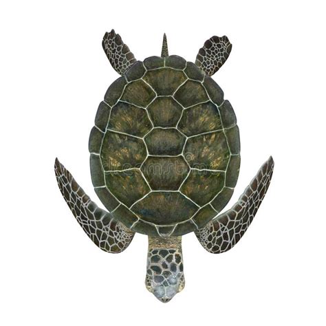 Green Sea Turtle Isolated On A White D Illustration Stock Illustration